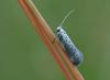 Yponomeuta sp.